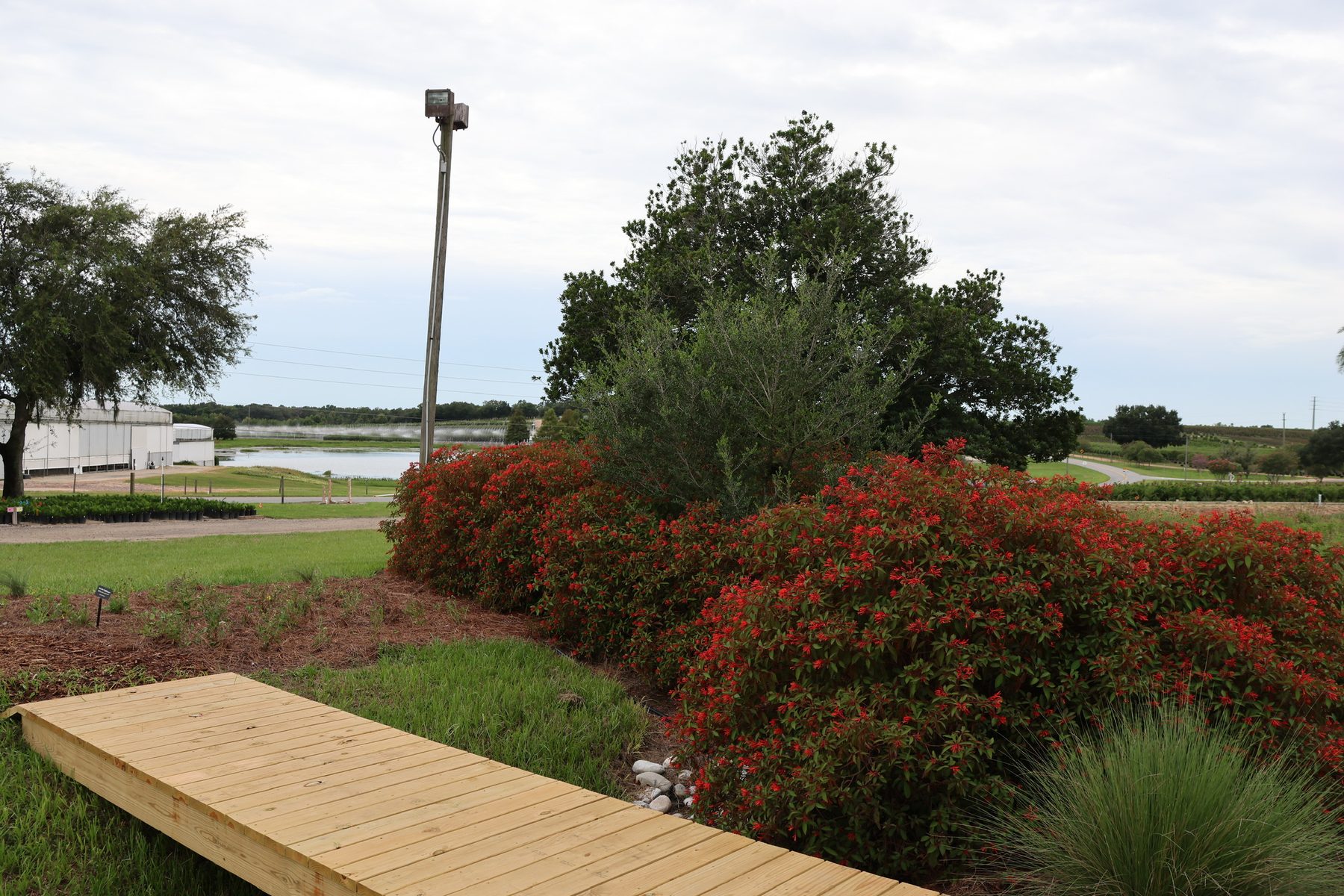 Calusa Firebush in the landscape