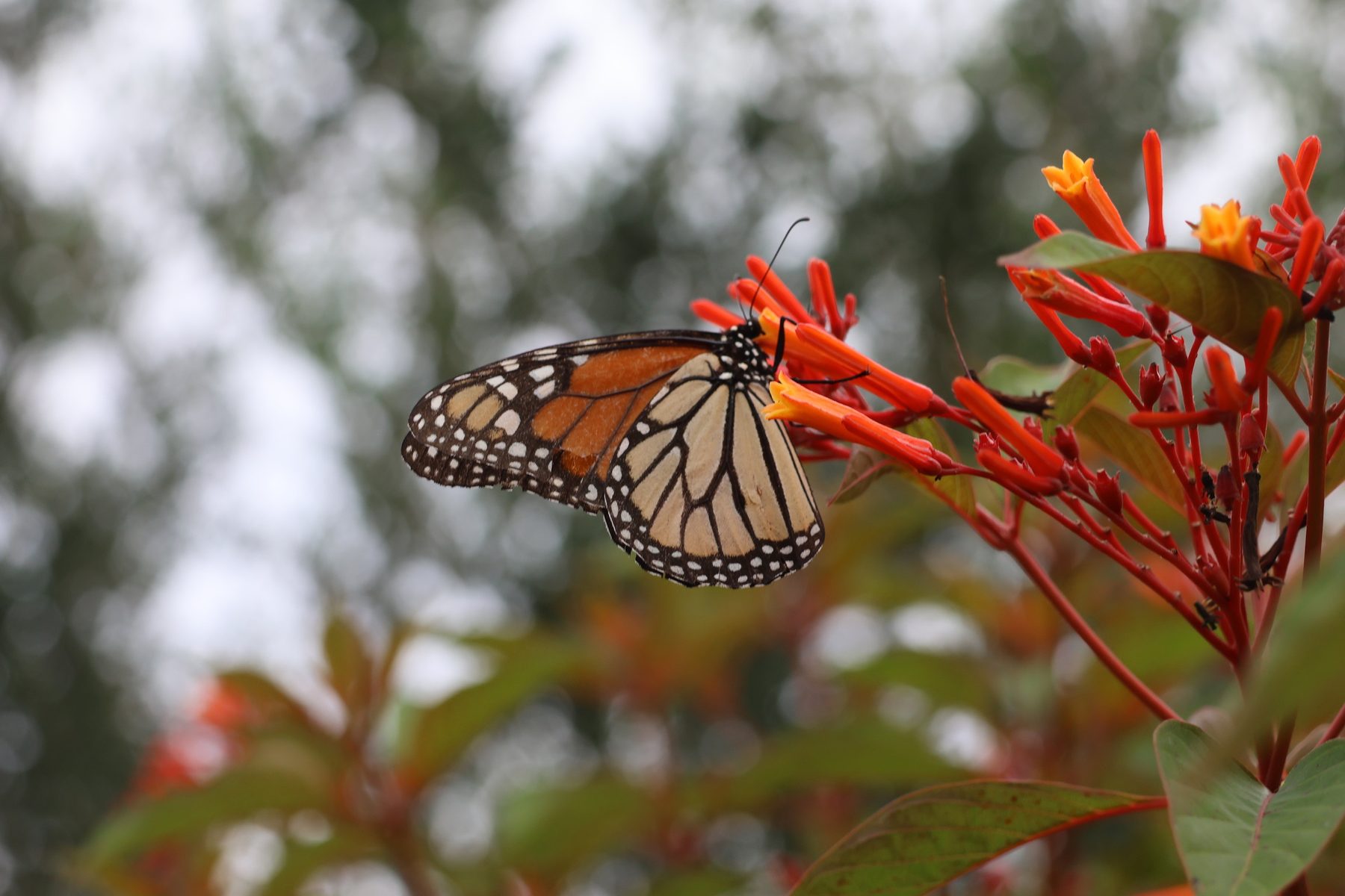 Monarch butterfly visiting Calusa Firebush