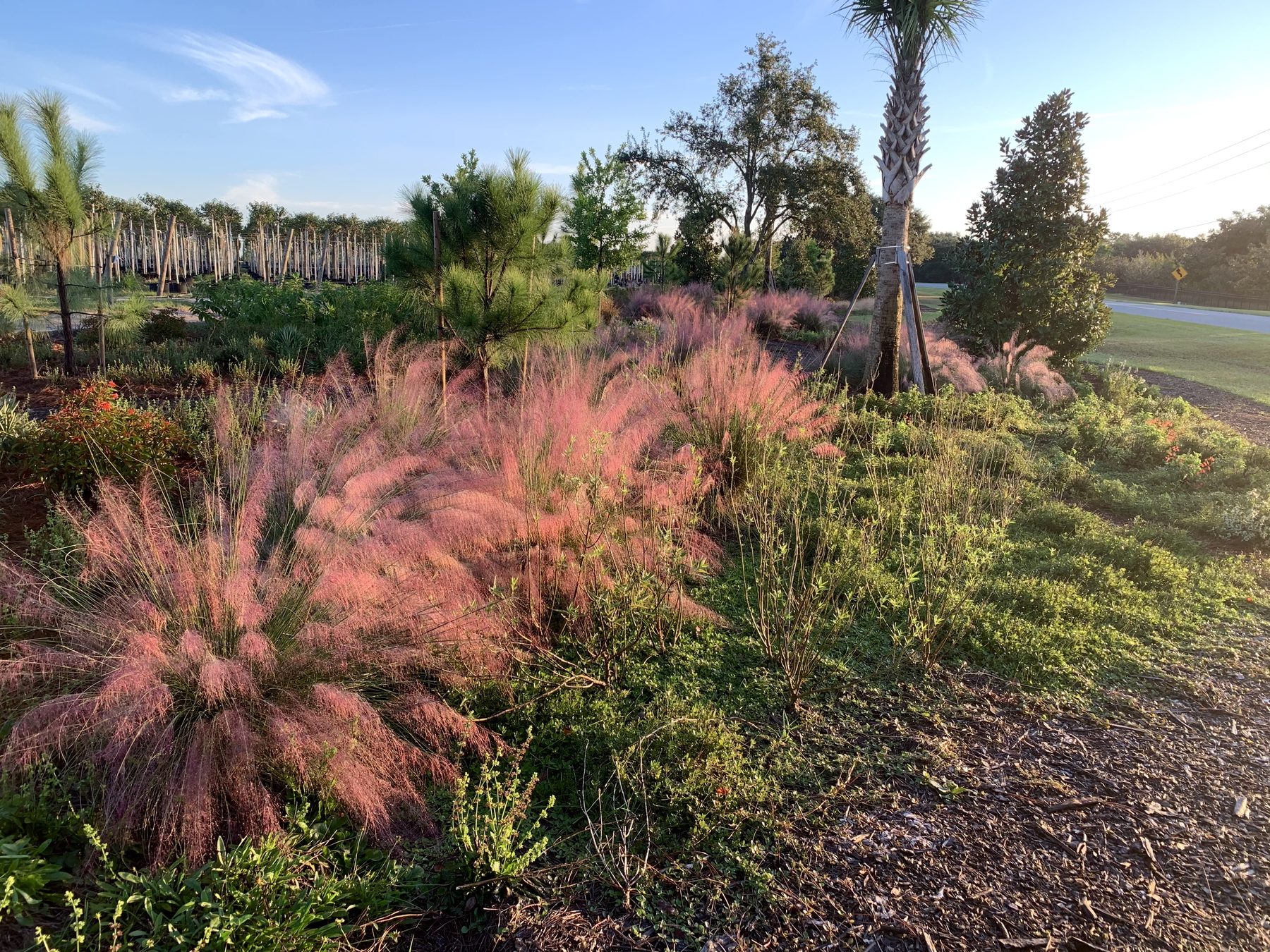 Pink Muhly grass in bloom