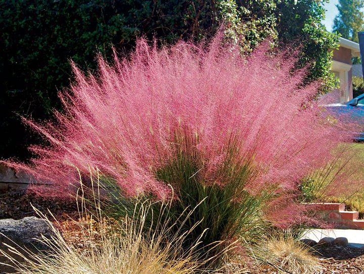 Muhly grass in bloom