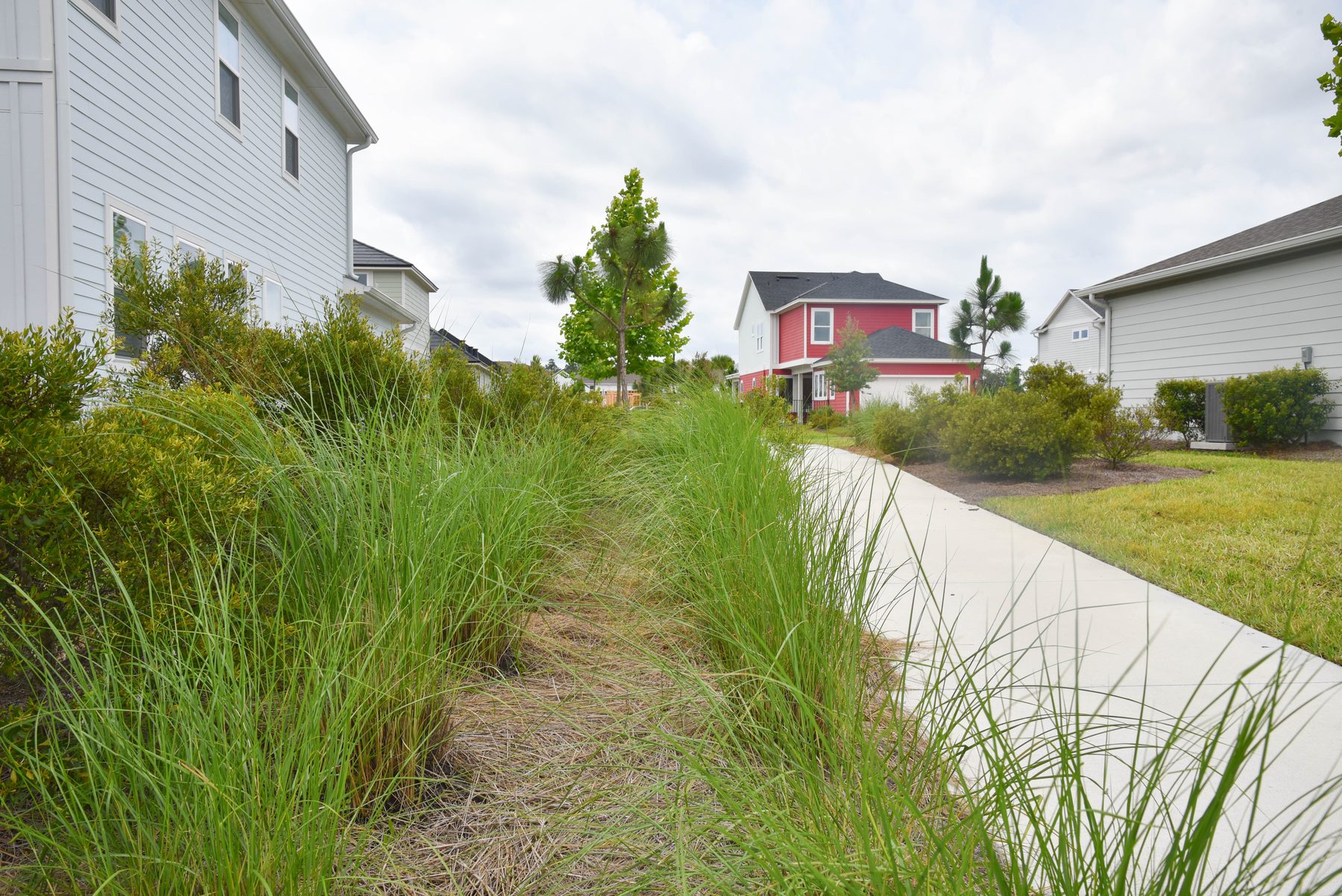 Muhly grass in spring