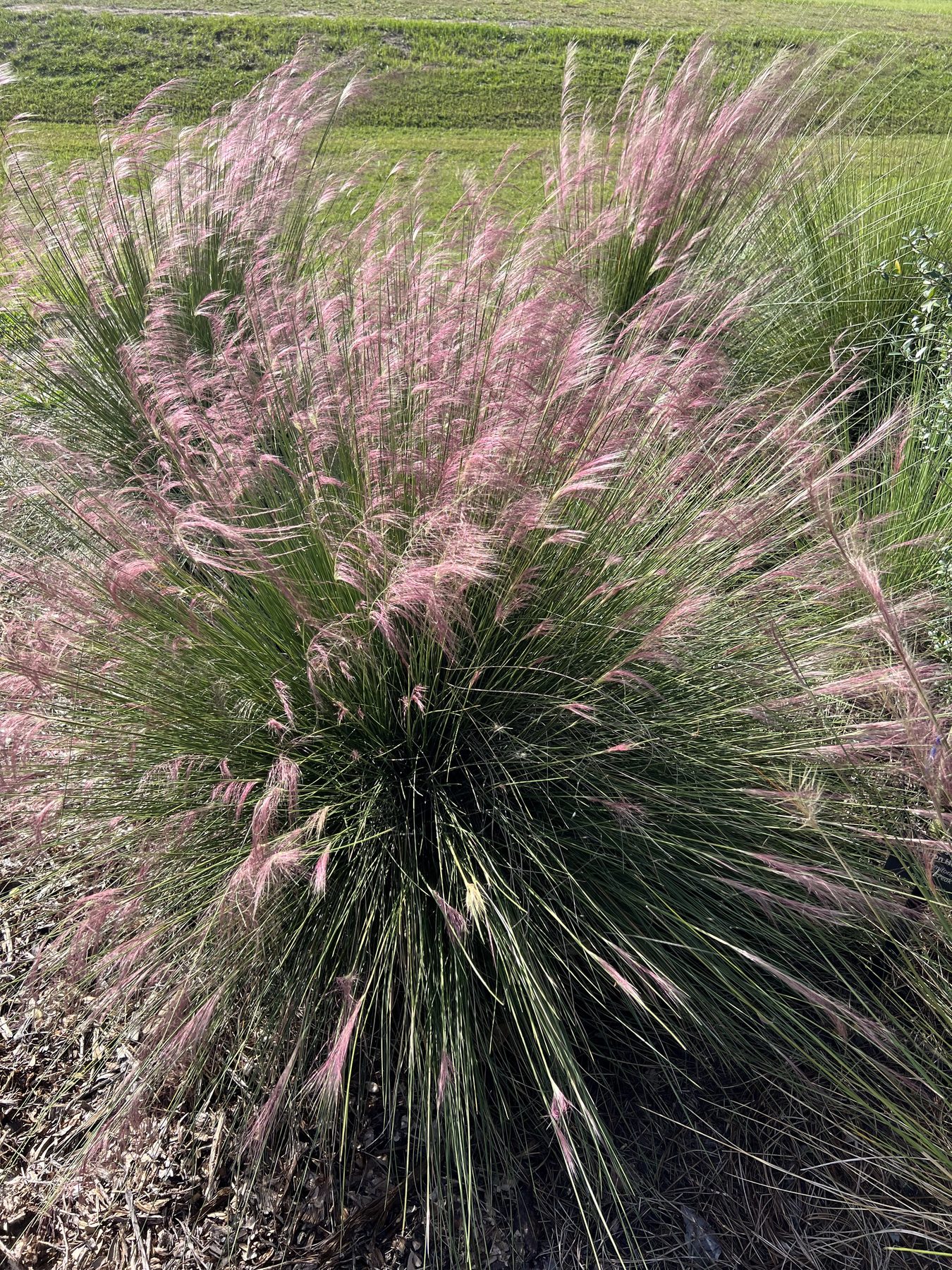 Muhly grass in fall bloom