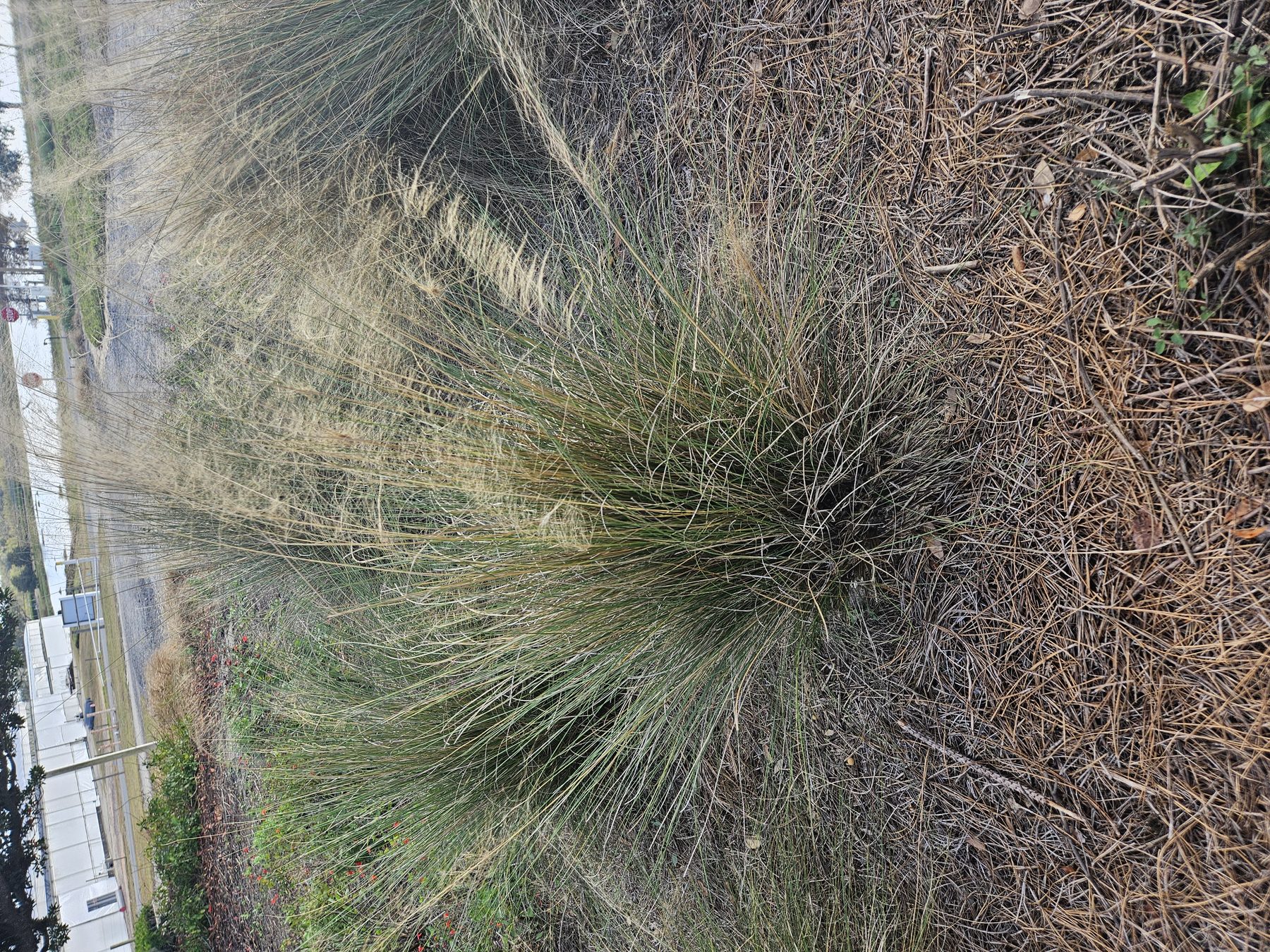 Muhly grass in winter