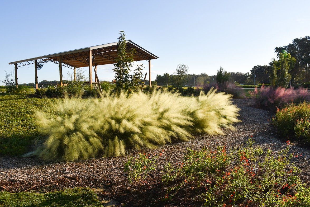 White Cloud Muhly in bloom