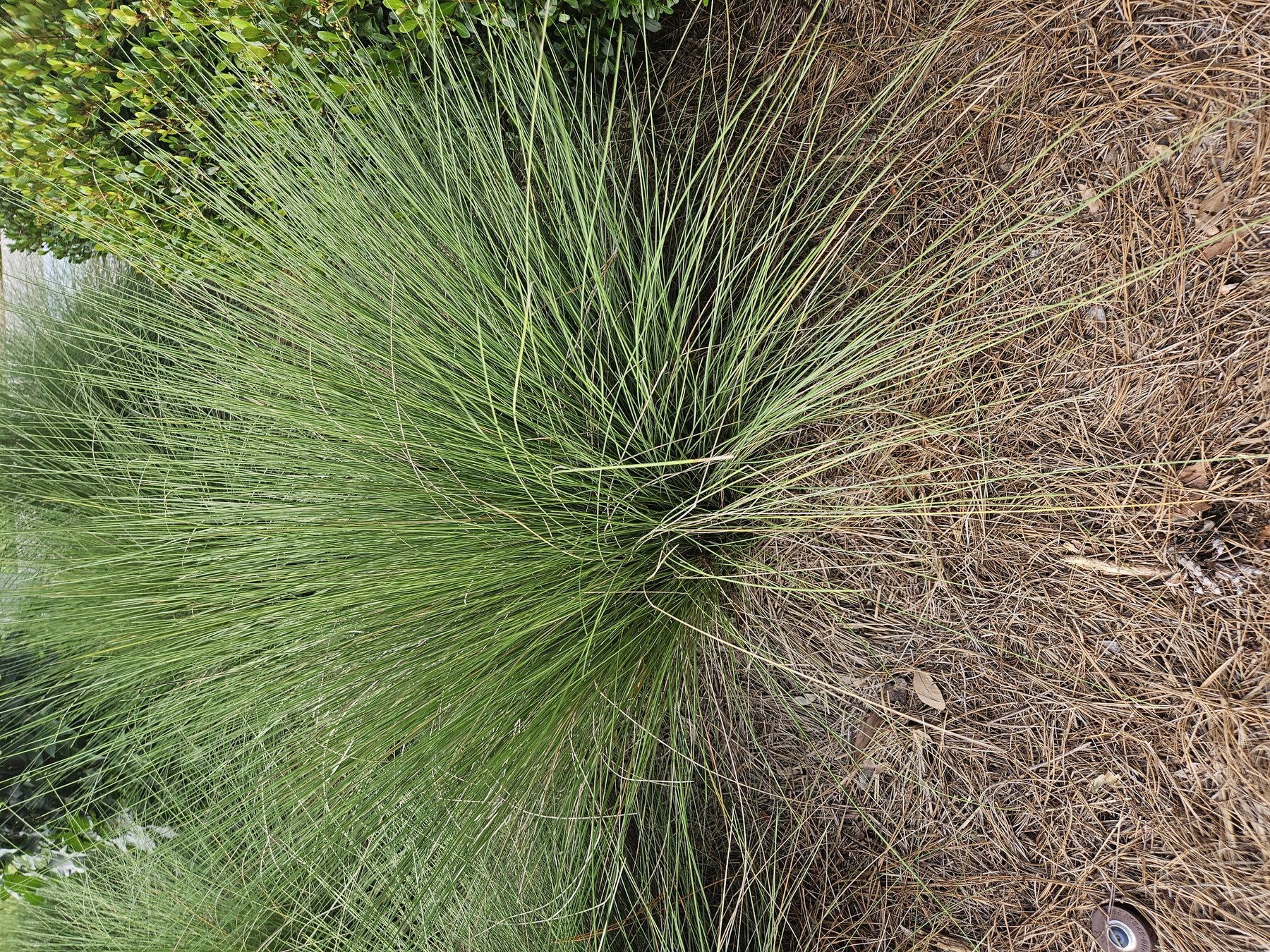 White Cloud muhly in summer