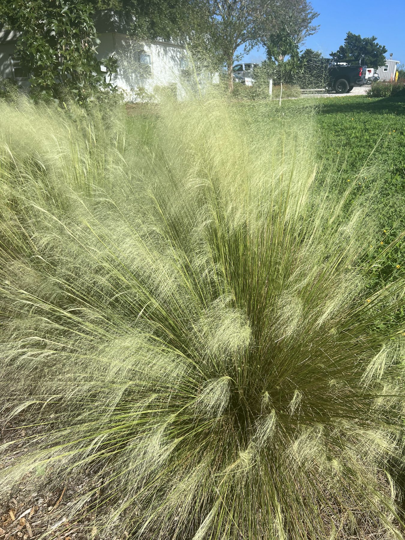 White Cloud muhly in fall bloom