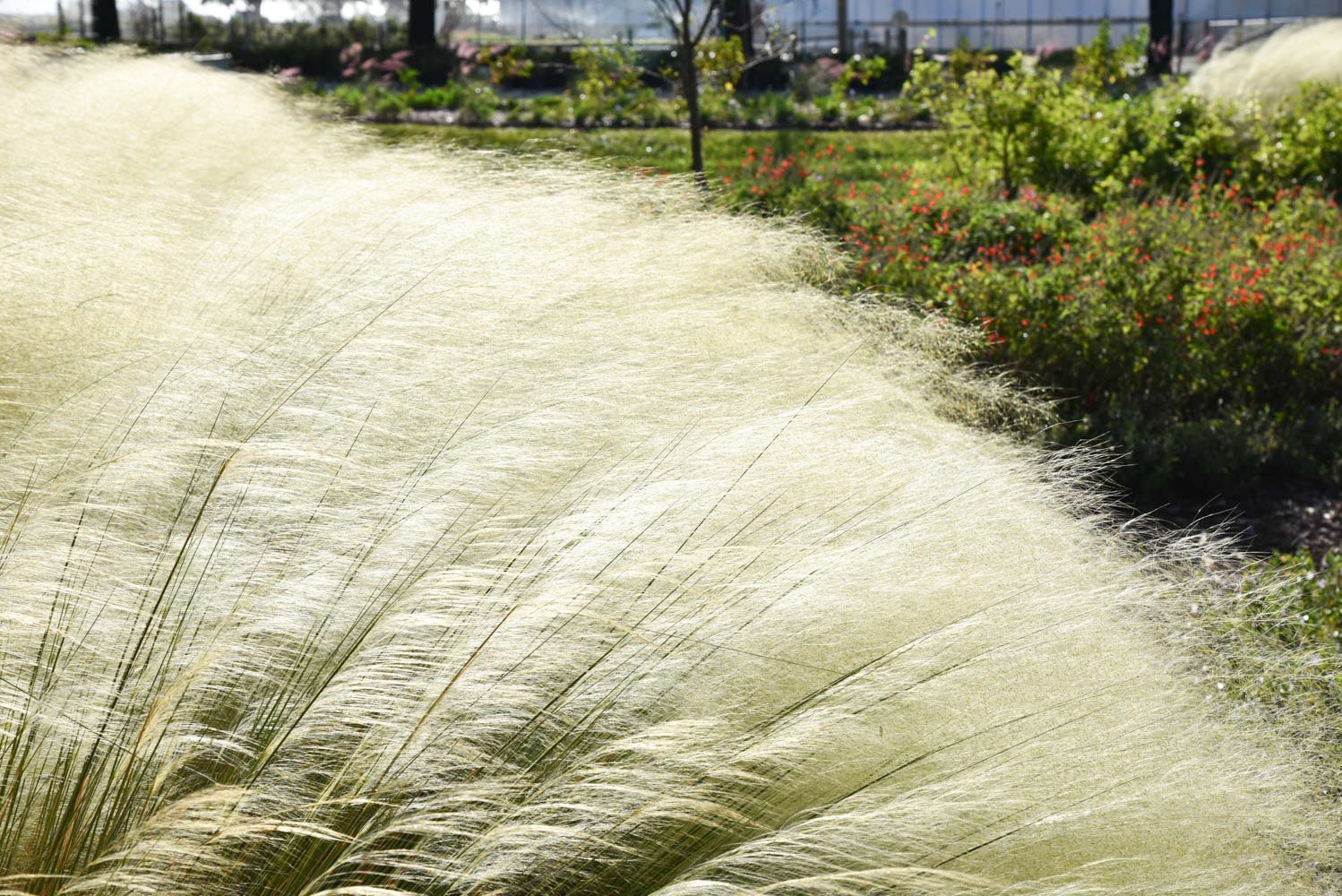 White Cloud muhly landscape