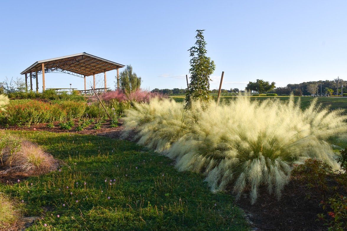 White Cloud muhly landscape