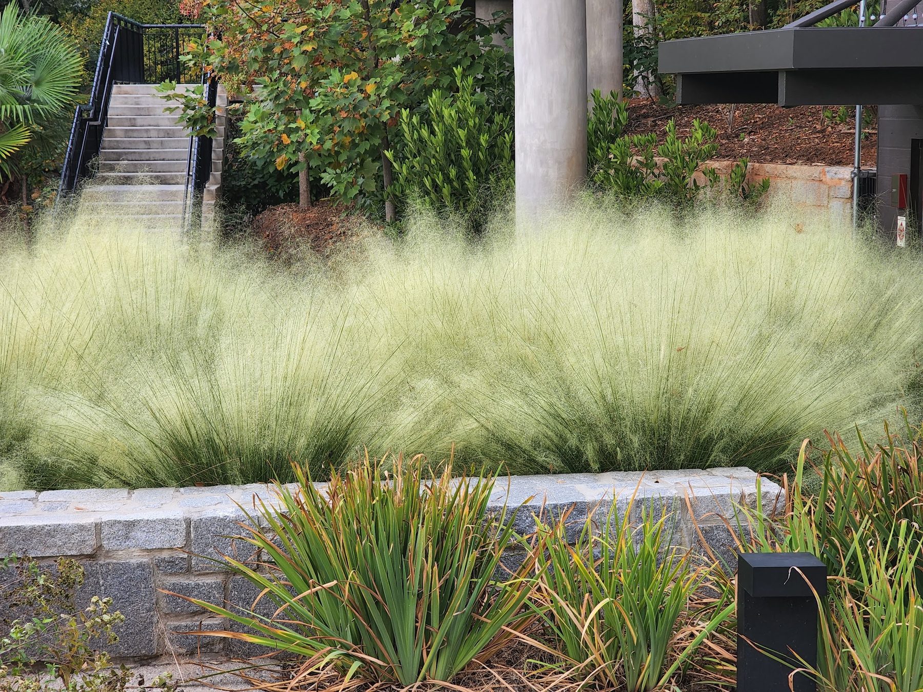White Cloud muhly landscape