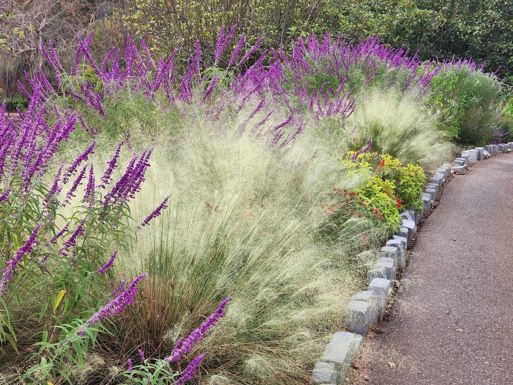 White Cloud muhly landscape
