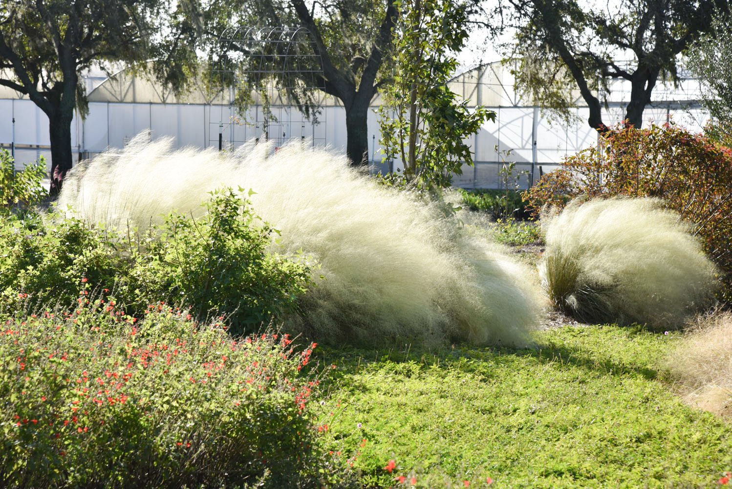 White Cloud muhly landscape