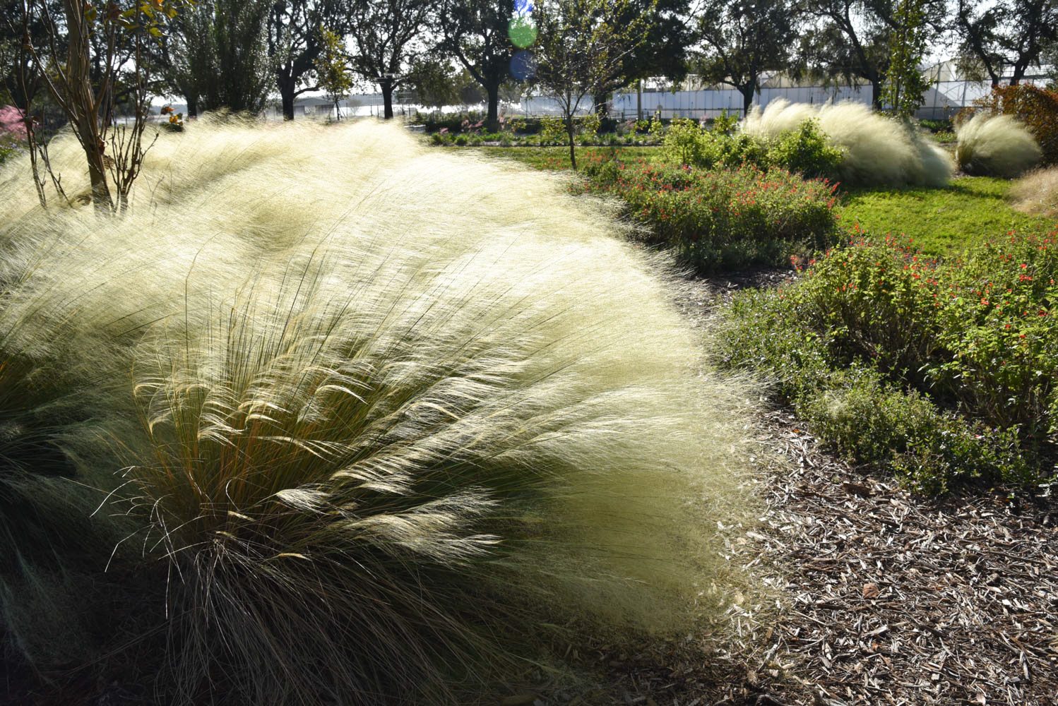 White Cloud muhly landscape